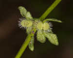 Piedmont bedstraw